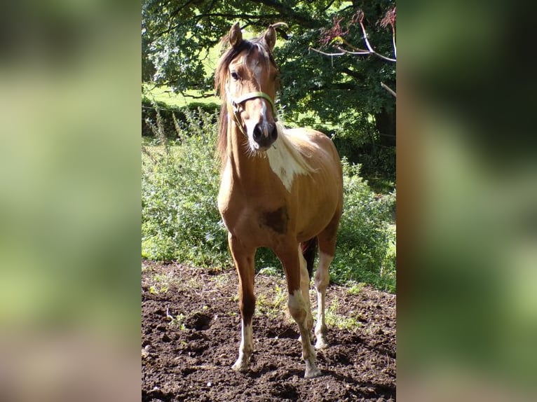 Curly Horse Wallach 4 Jahre 146 cm Schecke in Arnbruck
