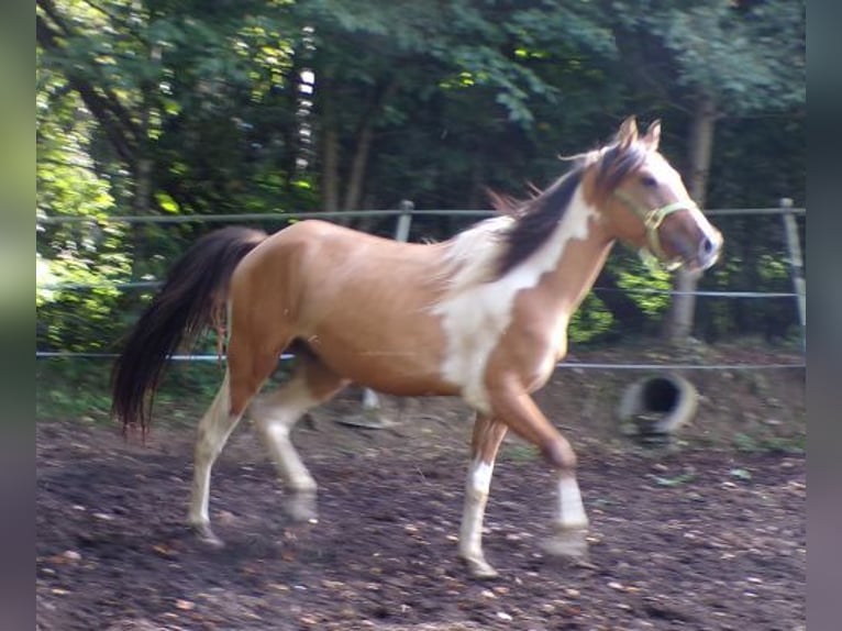 Curly Horse Wallach 4 Jahre 146 cm Schecke in Arnbruck