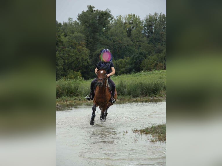 Curly Horse Wallach 4 Jahre 150 cm Brauner in Neewiller-pr&#xE8;s-Lauterbourg
