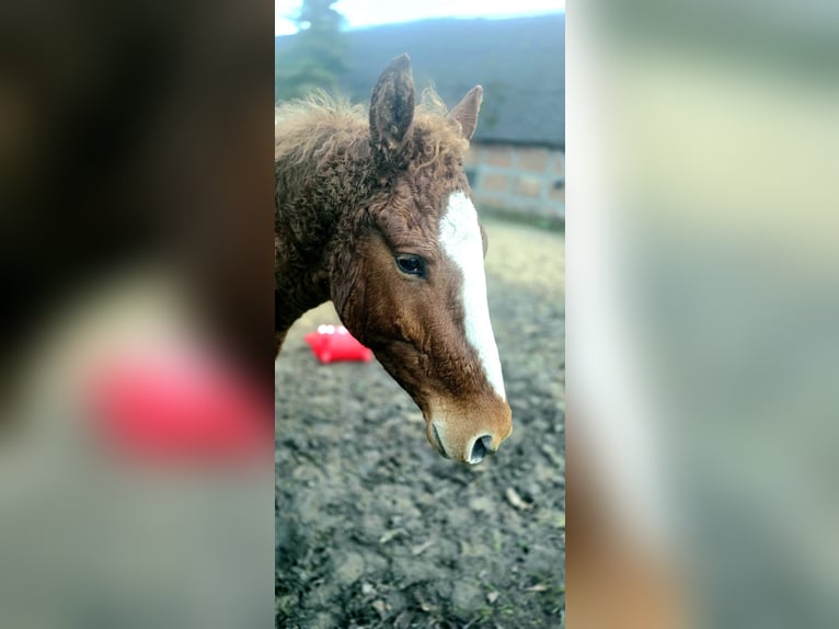 Curly Horse Wallach 4 Jahre 154 cm Fuchs in Werder