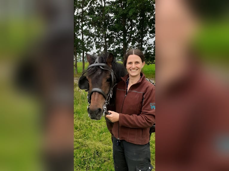 Curly Horse Mix Wallach 5 Jahre 138 cm Brauner in ruinen