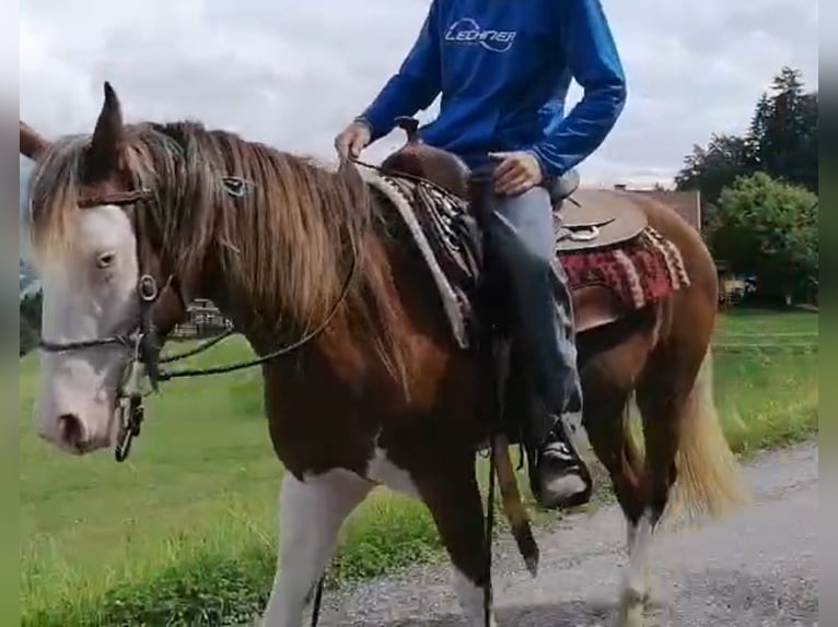 Curly Horse Wallach 5 Jahre 150 cm Schecke in Pfunds