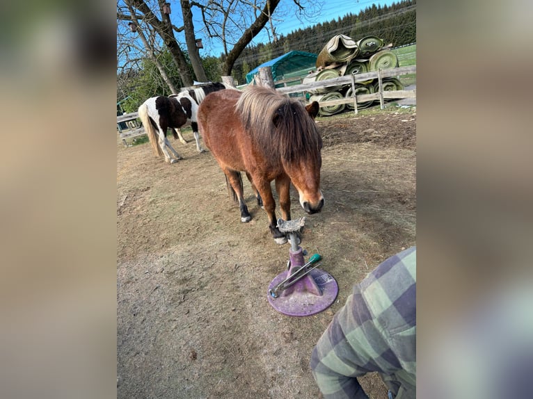 Curly Horse Mix Wallach 6 Jahre 118 cm Rotbrauner in Elterlein