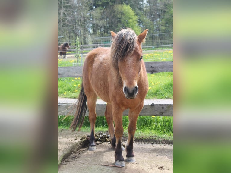 Curly Horse Mix Wallach 6 Jahre 118 cm Rotbrauner in Elterlein