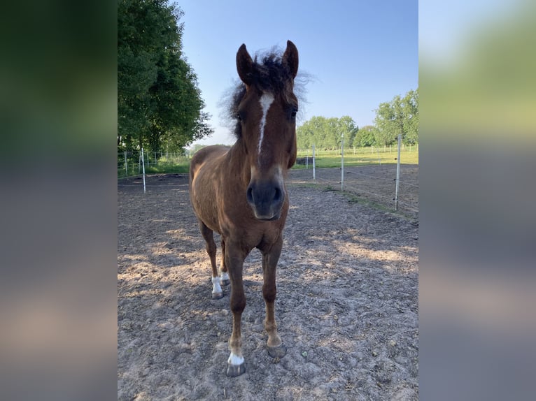 Curly Horse Wallach 6 Jahre 150 cm in Rhede