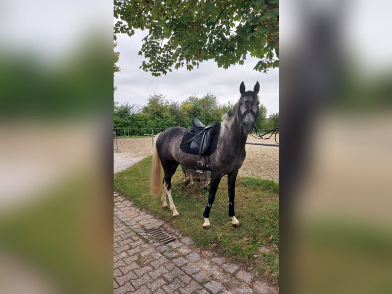 Curly Horse Wallach 6 Jahre 157 cm Schecke in Steinheim am Albuch