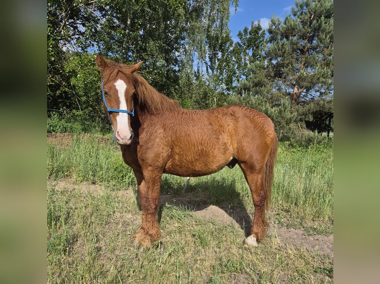 Curly Horse Mix Wallach 6 Jahre 160 cm Fuchs in Buckow (MärkischeSchweiz)
