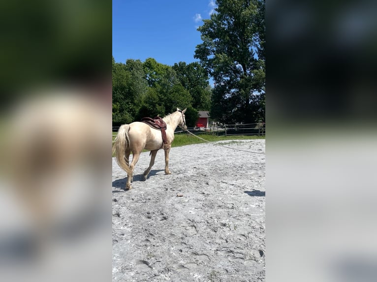 Curly Horse Wallach 6 Jahre 165 cm Palomino in Pichla bei St.Veit