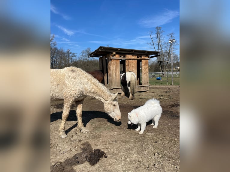 Curly Horse Wallach 6 Jahre 165 cm Palomino in Pichla bei St.Veit