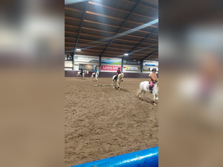 Curly Horse Wallach 7 Jahre 135 cm Palomino in Oosterwolde Gld