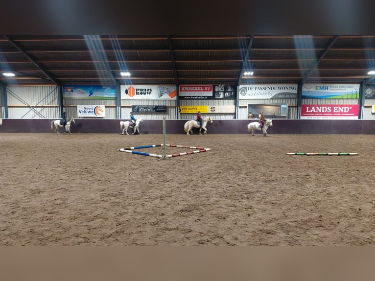 Curly Horse Wallach 7 Jahre 135 cm Palomino in Oosterwolde Gld