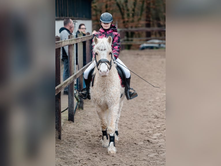 Curly Horse Wallach 7 Jahre 135 cm Palomino in Oosterwolde Gld
