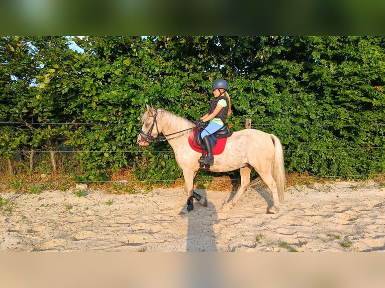 Curly Horse Wallach 7 Jahre 135 cm Palomino in Oosterwolde Gld