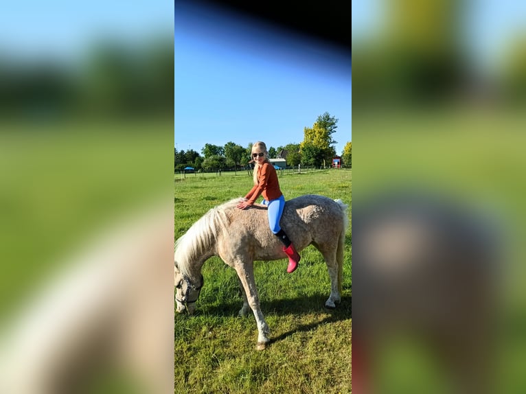 Curly Horse Wallach 7 Jahre 135 cm Palomino in Oosterwolde Gld