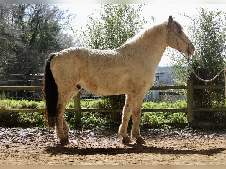 Curly Horse Wallach 7 Jahre 160 cm Buckskin in FRANCE