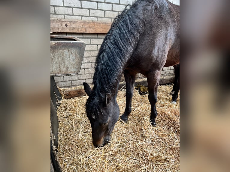 Curly Horse Wallach 7 Jahre 160 cm Rappe in Waalre