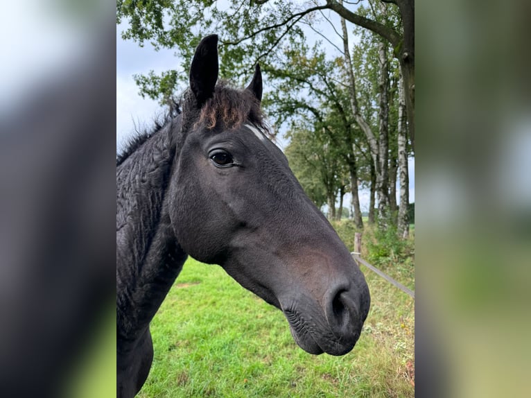 Curly Horse Wallach 7 Jahre 160 cm Rappe in Waalre