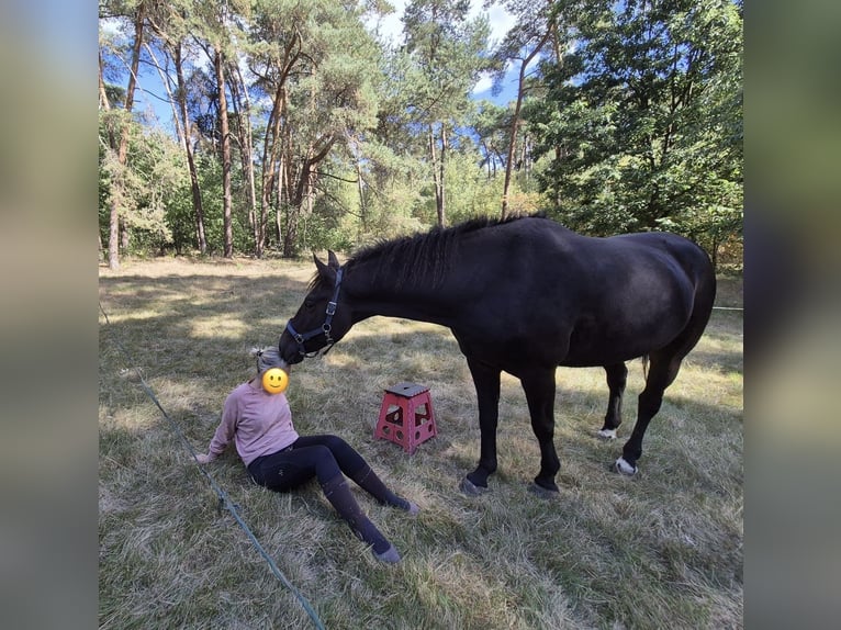Curly Horse Wallach 7 Jahre 160 cm Rappe in Waalre
