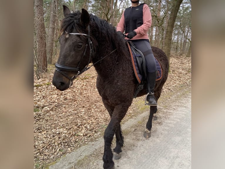Curly Horse Wallach 7 Jahre 160 cm Rappe in Waalre