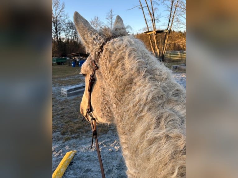 Curly Horse Wallach 7 Jahre 165 cm Palomino in Pichla bei St.Veit