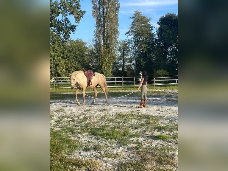 Curly Horse Wallach 7 Jahre 165 cm Palomino in Pichla bei St.Veit