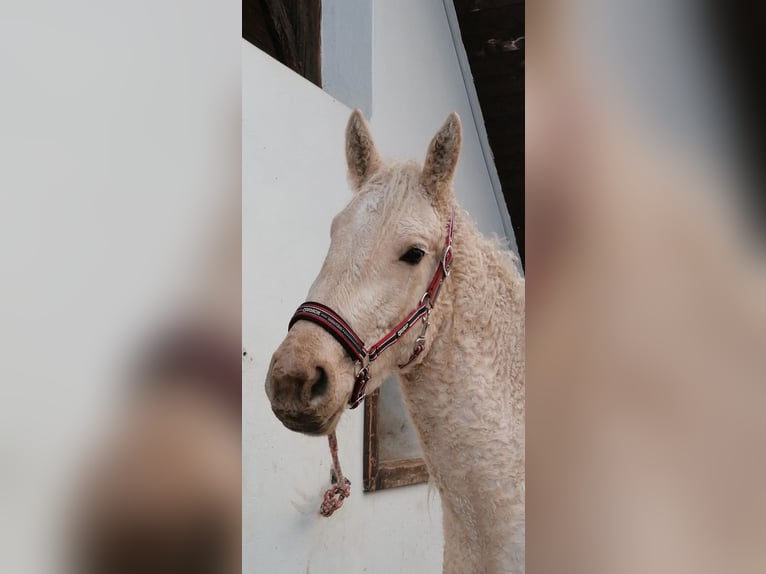 Curly Horse Wallach 7 Jahre 165 cm Palomino in Pichla bei St.Veit