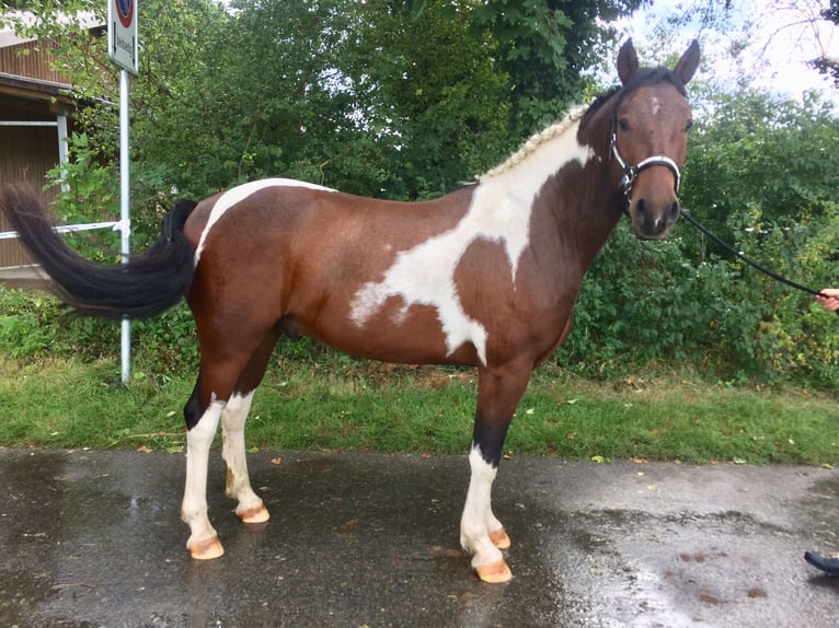 CurlyStar Sioux‘s Charly Caballo ""Curly"" Semental Tobiano-todas las-capas in Bern