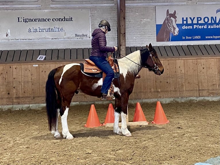 CurlyStar Sioux‘s Charly Caballo ""Curly"" Semental Tobiano-todas las-capas in Bern