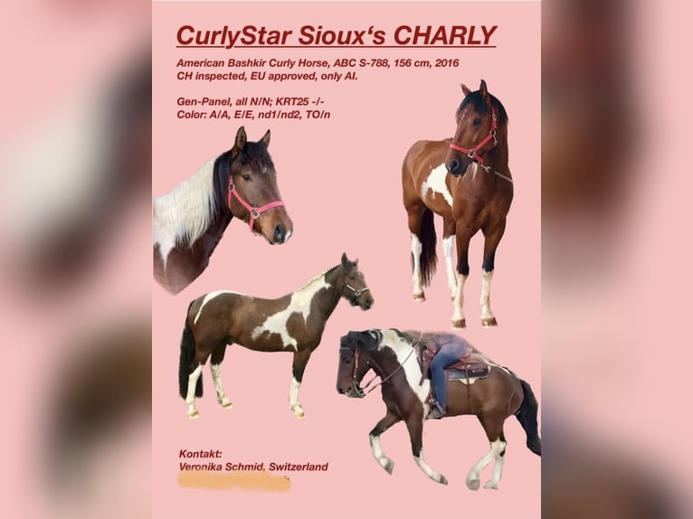 CurlyStar Sioux‘s Charly Cheval Curly Étalon Tobiano-toutes couleurs in Bern