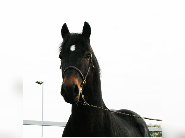 CWMMEUDWY DYLAN THOMAS Welsh D (Cob) Stallion in Meerbusch