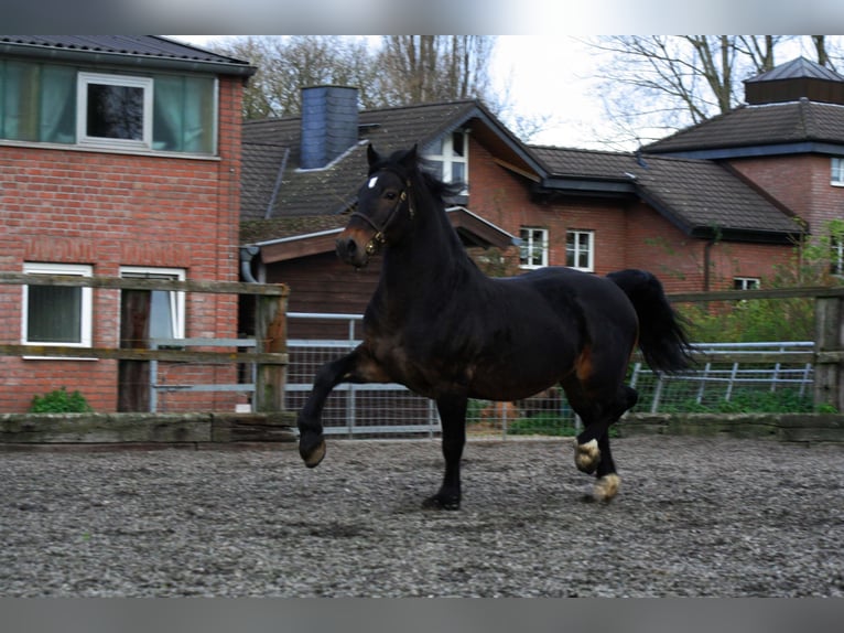 CWMMEUDWY DYLAN THOMAS Welsh-D Stallone Baio scuro in Meerbusch