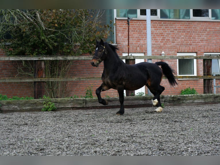 CWMMEUDWY DYLAN THOMAS Welsh-D Stallone Baio scuro in Meerbusch