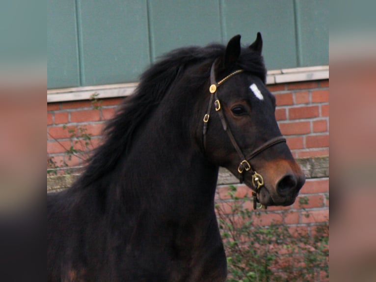 CWMMEUDWY DYLAN THOMAS Welsh-D Stallone Baio scuro in Meerbusch