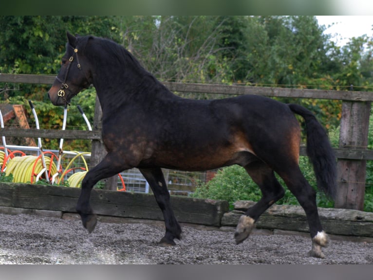 CWMMEUDWY DYLAN THOMAS Welsh-D Stallone Baio scuro in Meerbusch