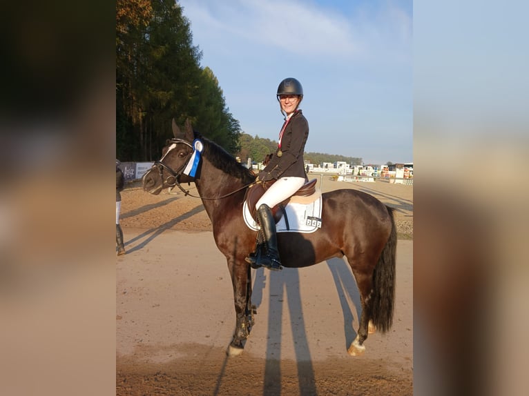 Czech sports pony Gelding 10 years 13,3 hh Black in Thyrnau