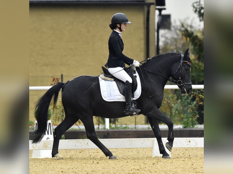Czech sports pony Gelding 10 years 13,3 hh Black in Thyrnau