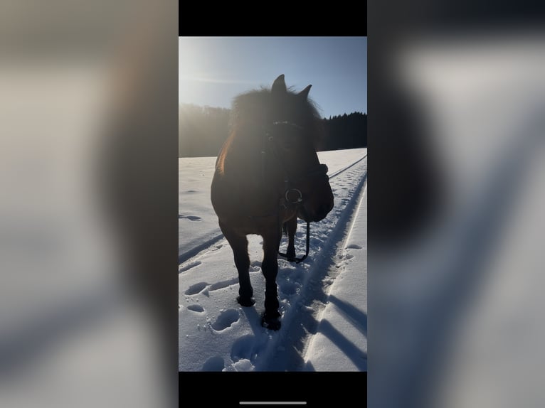 Czech sports pony Gelding 11 years 14,1 hh Brown in Haag am Hausruck