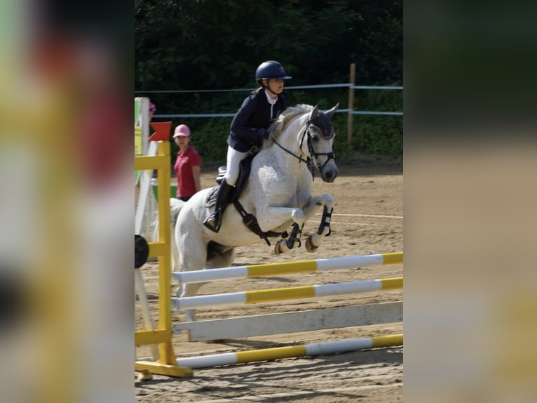 Czech sports pony Gelding 13 years 14,2 hh Grey-Red-Tan in Gols