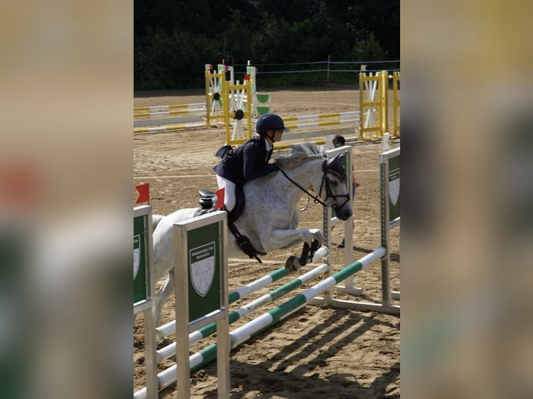 Czech sports pony Gelding 13 years 14,2 hh Grey-Red-Tan in Gols