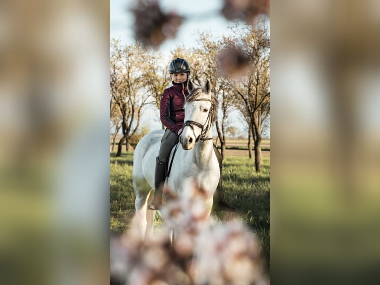 Czech sports pony Gelding 13 years 14,2 hh Grey-Red-Tan in Gols