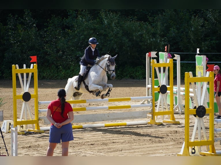 Czech sports pony Gelding 13 years 14,2 hh Grey-Red-Tan in Gols