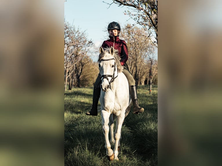 Czech sports pony Gelding 13 years 14,2 hh Grey-Red-Tan in Gols