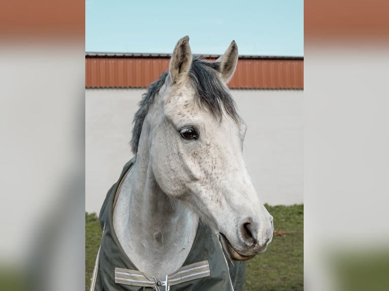 Czech sports pony Gelding 13 years 14,2 hh Grey-Red-Tan in Gols