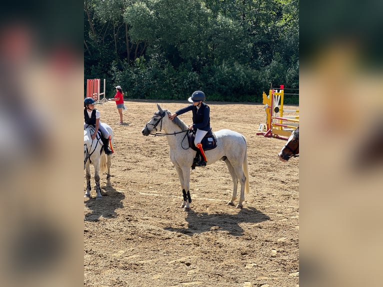 Czech sports pony Gelding 13 years 14,2 hh Grey-Red-Tan in Gols