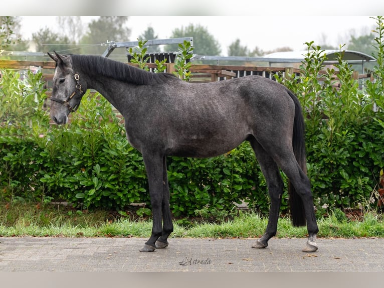 Czech sports pony Gelding 3 years Gray in Bladel