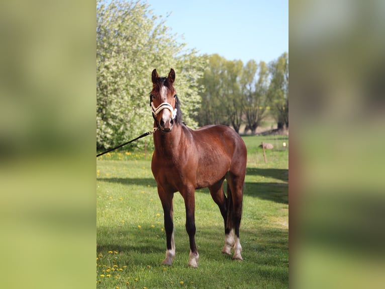 Czech sports pony Gelding 6 years 14.1 hh Brown in Gnoien