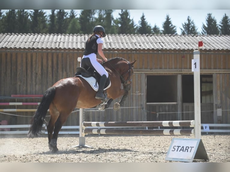 Czech sports pony Gelding 9 years 14,1 hh Brown in Aurolzmünster