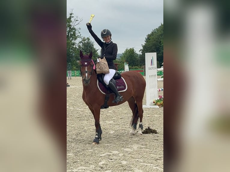 Czech sports pony Mare 10 years 13,2 hh Brown in Dąbie GórneDąbie Chrobakowe