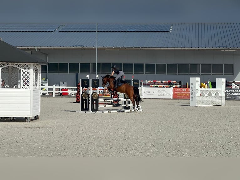 Czech sports pony Mare 10 years 13,2 hh Brown in Dąbie GórneDąbie Chrobakowe