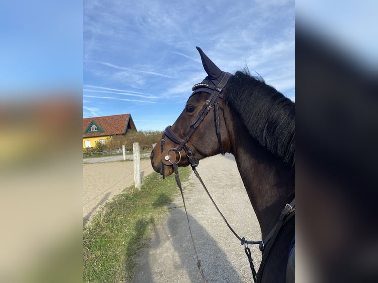 Czech sports pony Mare 12 years 15,2 hh Brown in Oberwölbling